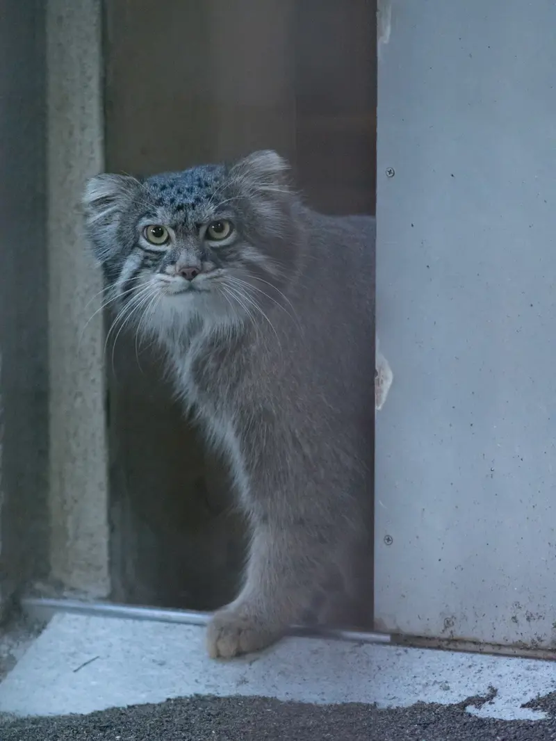 野毛山動物園のフィーガの写真
