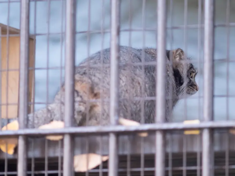 野毛山動物園のフィーガの写真