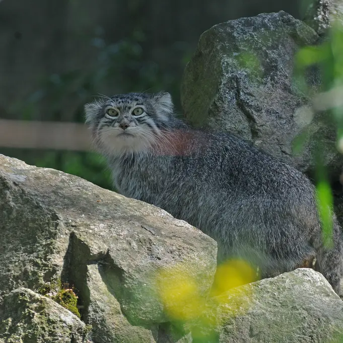 パルケン動物園のベニーの写真