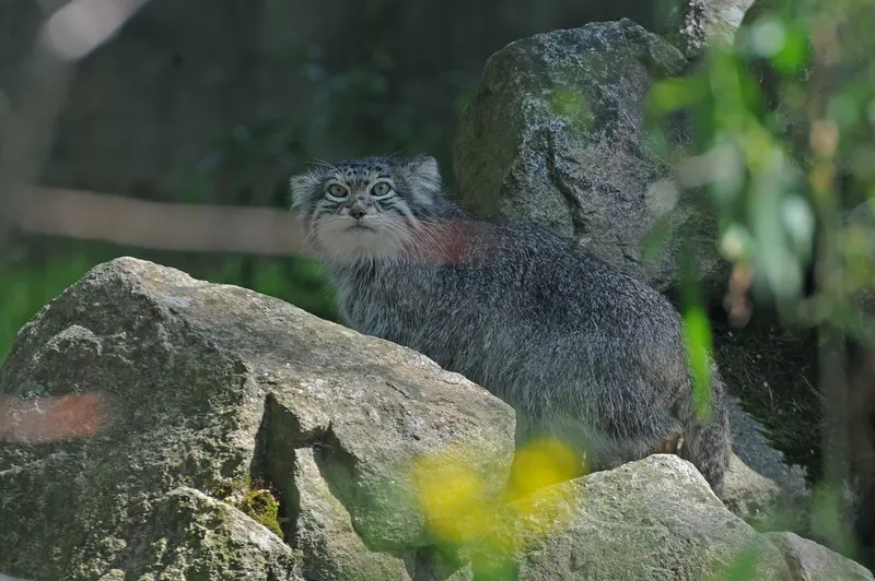 パルケン動物園のベニーの写真