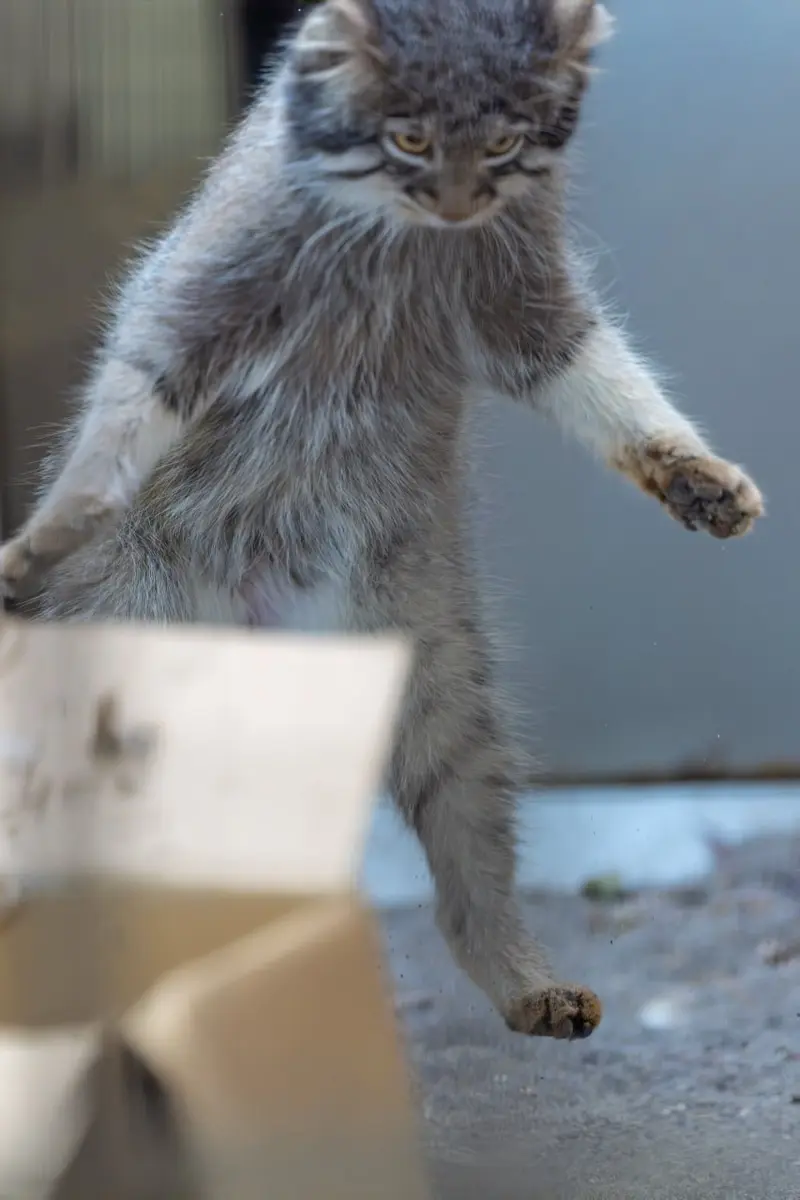 マヌルネコの写真