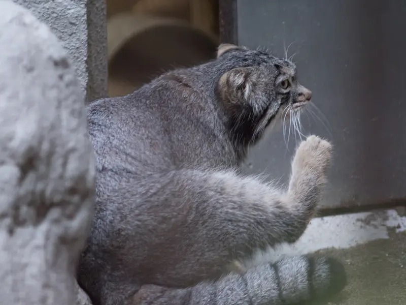 野毛山動物園のフィーガの写真