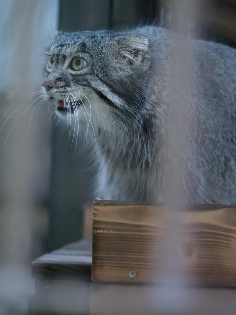 野毛山動物園のフィーガの写真