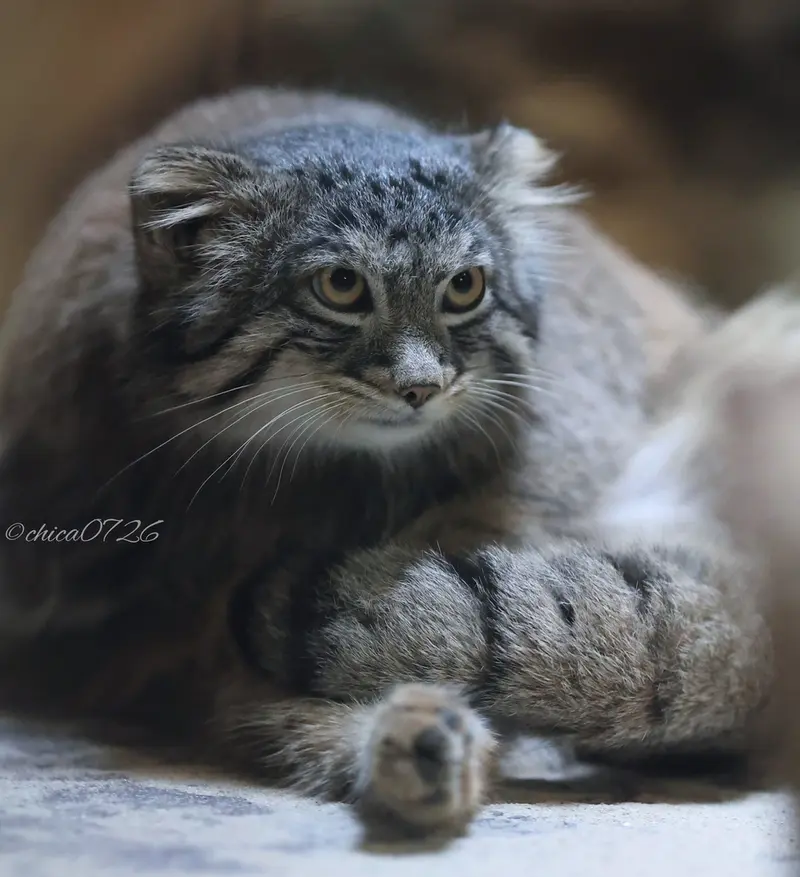 恩賜上野動物園のフィーガの写真