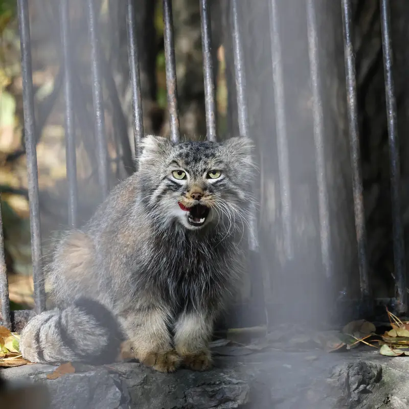 ノヴォシビルスク動物園のレオンの写真