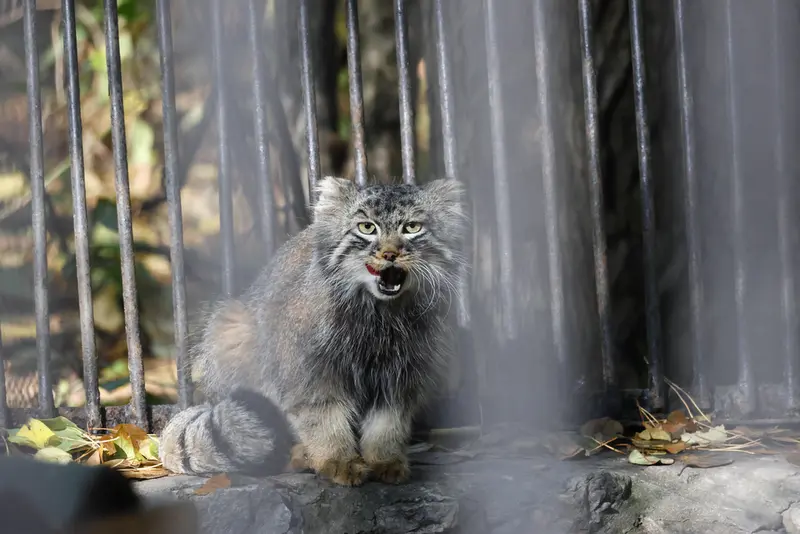 ノヴォシビルスク動物園のレオンの写真