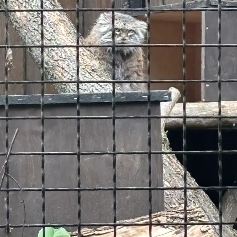 ワルシャワ動物園のジェシーの写真