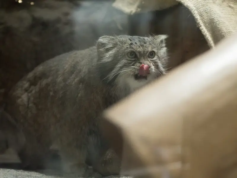 恩賜上野動物園のクリョンの写真