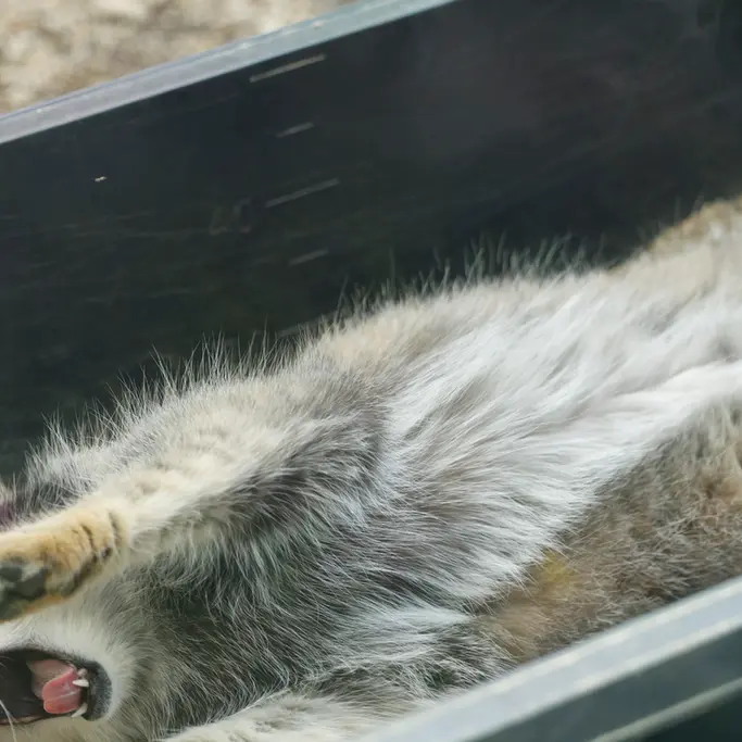 埼玉県こども動物自然公園のオトの写真