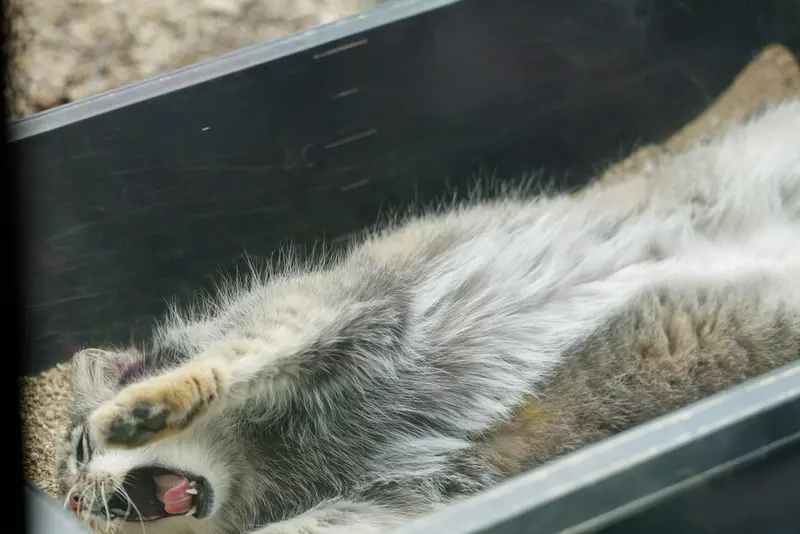 埼玉県こども動物自然公園のオトの写真