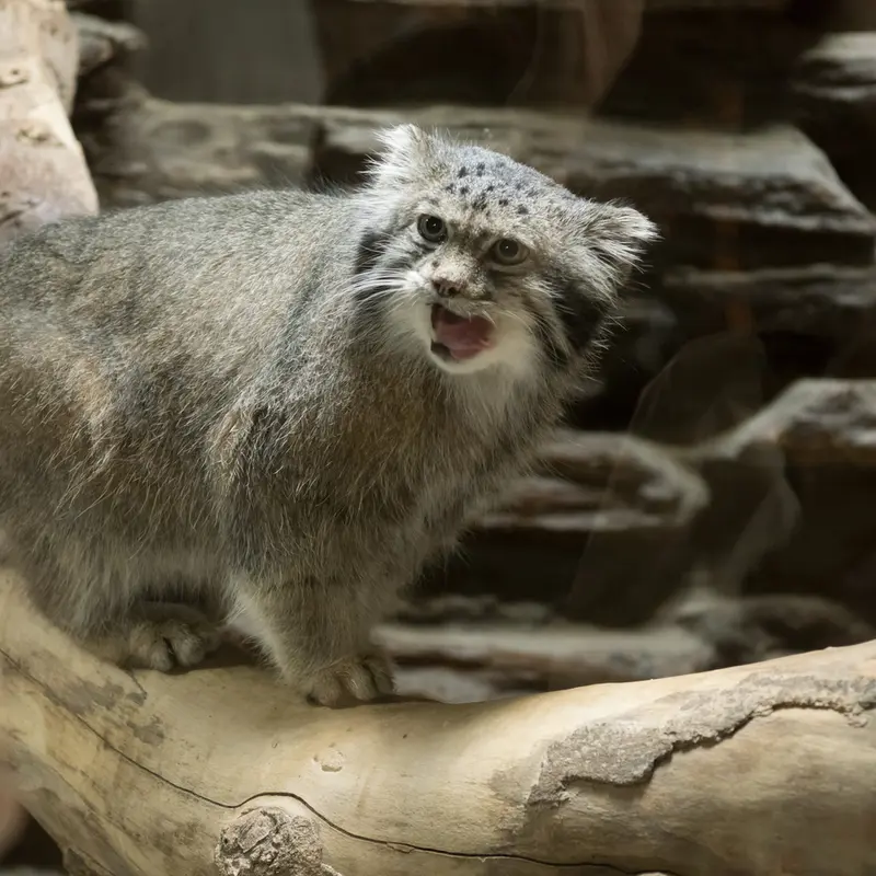 恩賜上野動物園のクリョンの写真