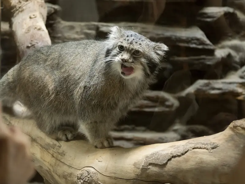 恩賜上野動物園のクリョンの写真