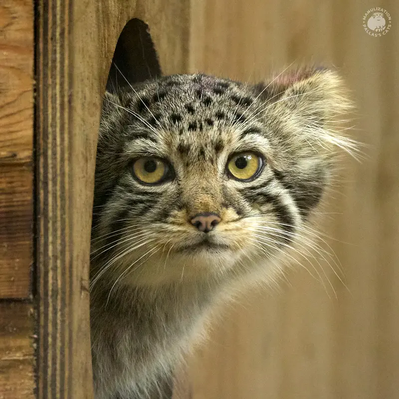 ノヴォシビルスク動物園のスキフの写真