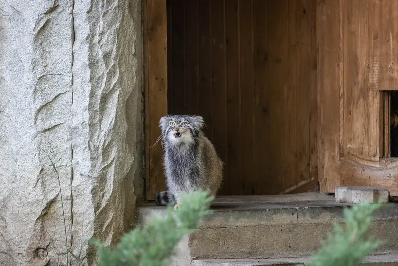 モスクワ動物園のティモフェイの写真