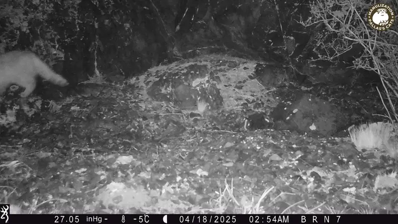 エギズカラ［新］カメラトラップで撮影したOtocolobus manul manulの写真