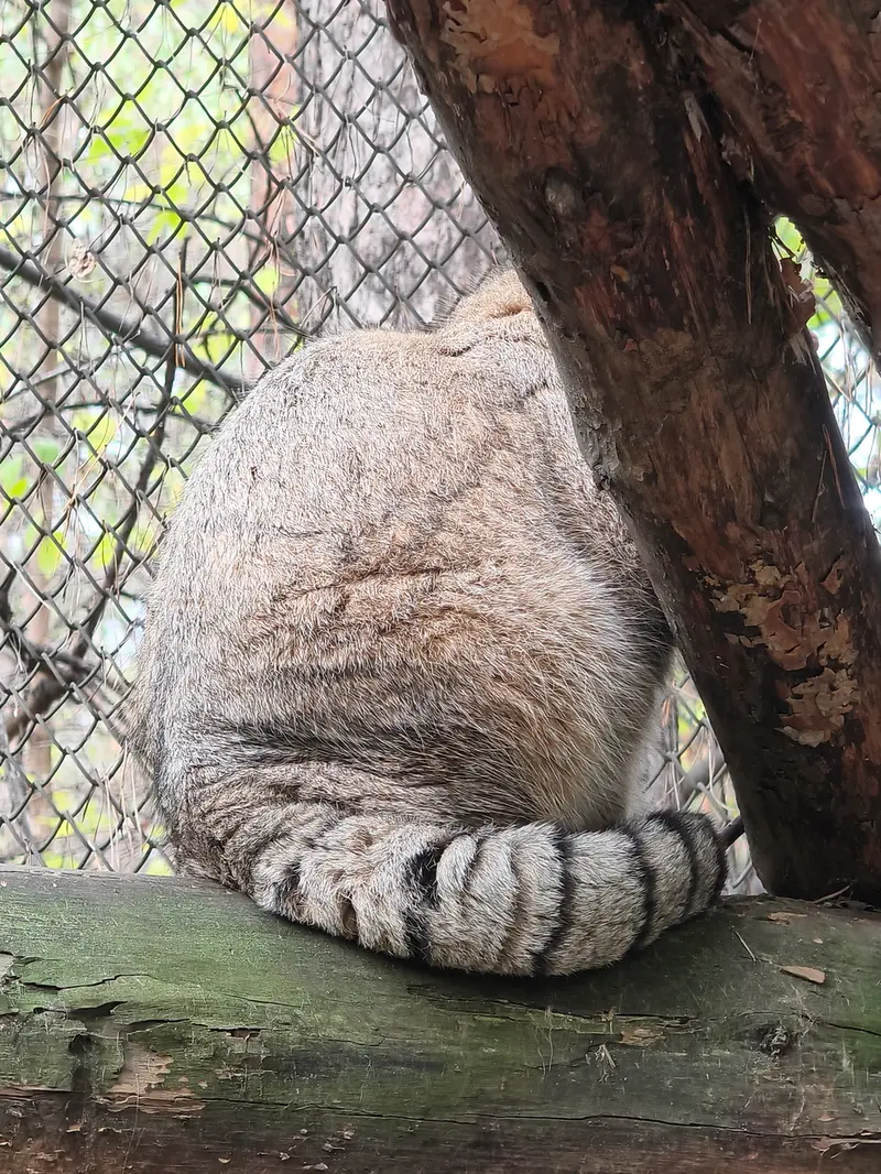 ノヴォシビルスク動物園のジョージの写真