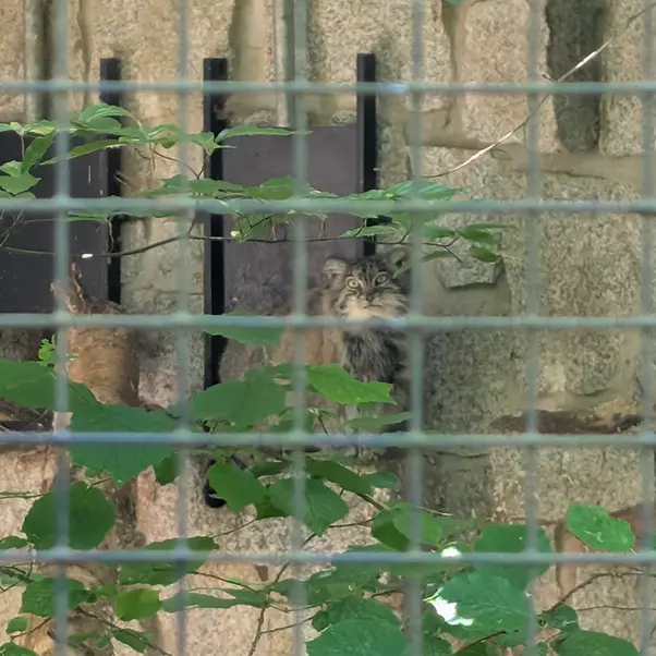 ケムニッツ動物園のペマの写真