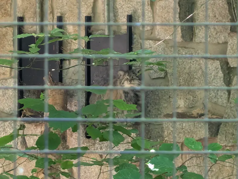 ケムニッツ動物園のペマの写真