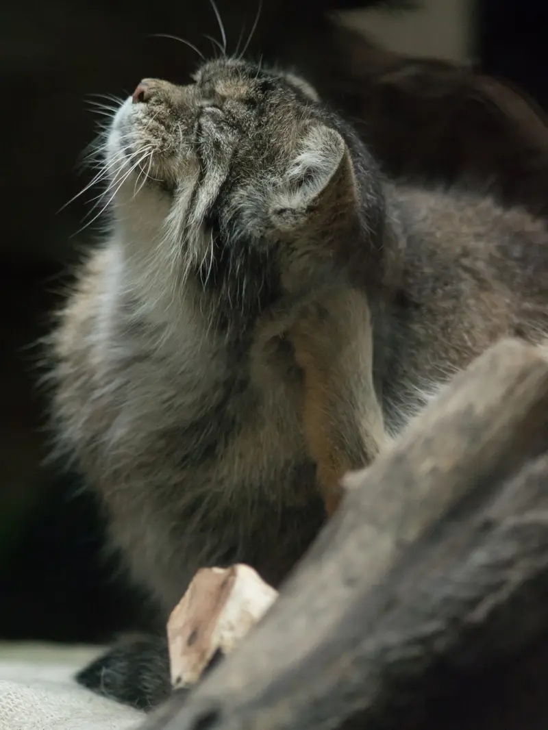 恩賜上野動物園のプリームラの写真