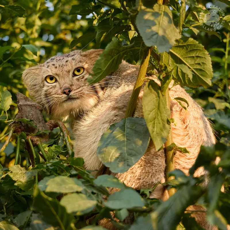 エレバン動物園のマノの写真