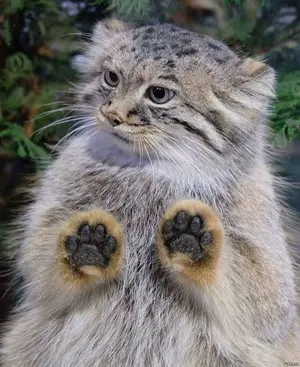マヌルネコの写真