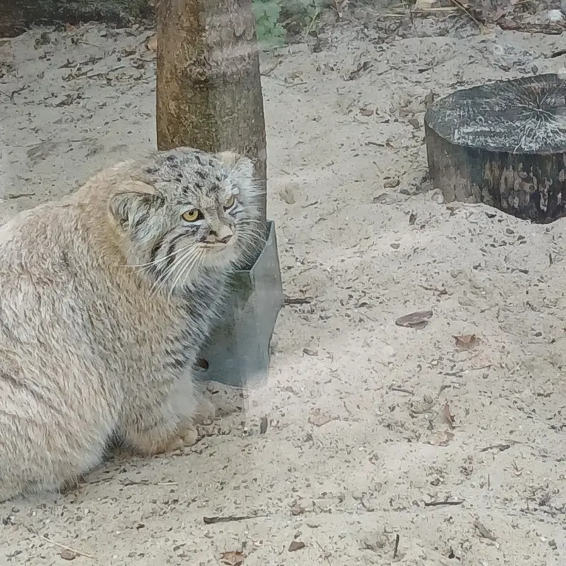 コシツェ動物園のアラニの子（2026年生まれ）Ⅰの写真