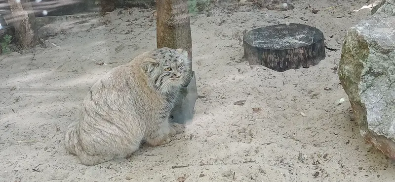 コシツェ動物園のアラニの子（2026年生まれ）Ⅰの写真