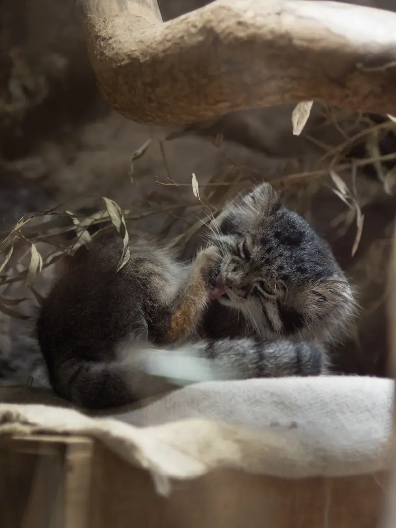 恩賜上野動物園のクリョンの写真
