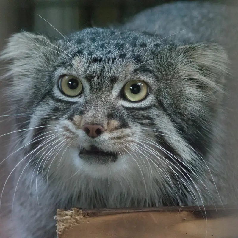 野毛山動物園のフィーガの写真