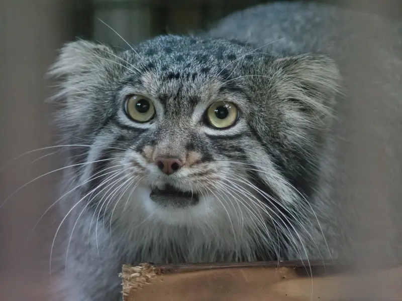 野毛山動物園のフィーガの写真