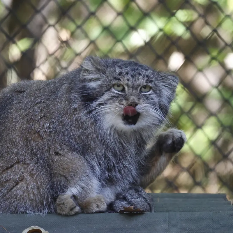 ノヴォシビルスク動物園のミアの写真