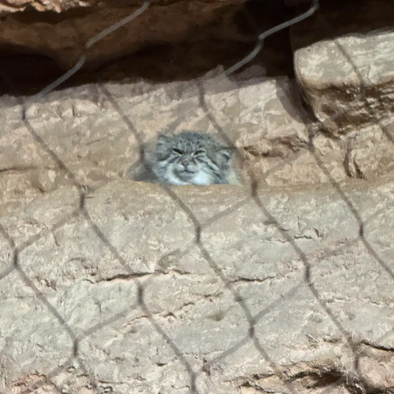 ブルックフィールド動物園シカゴのルビーの写真