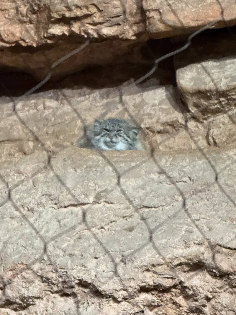 ブルックフィールド動物園シカゴのルビーの写真