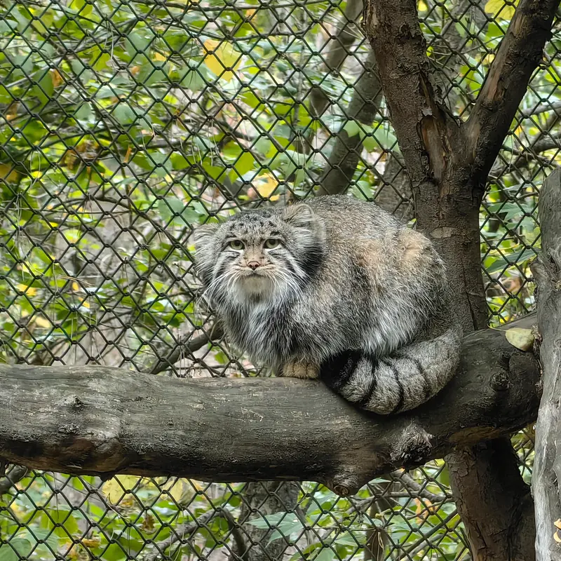 ノヴォシビルスク動物園のグレイの写真