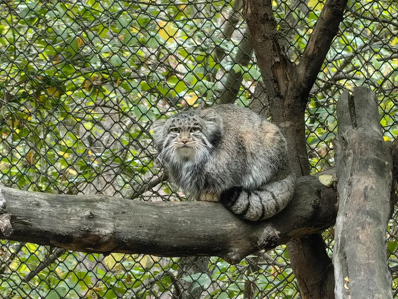 ノヴォシビルスク動物園のグレイの写真