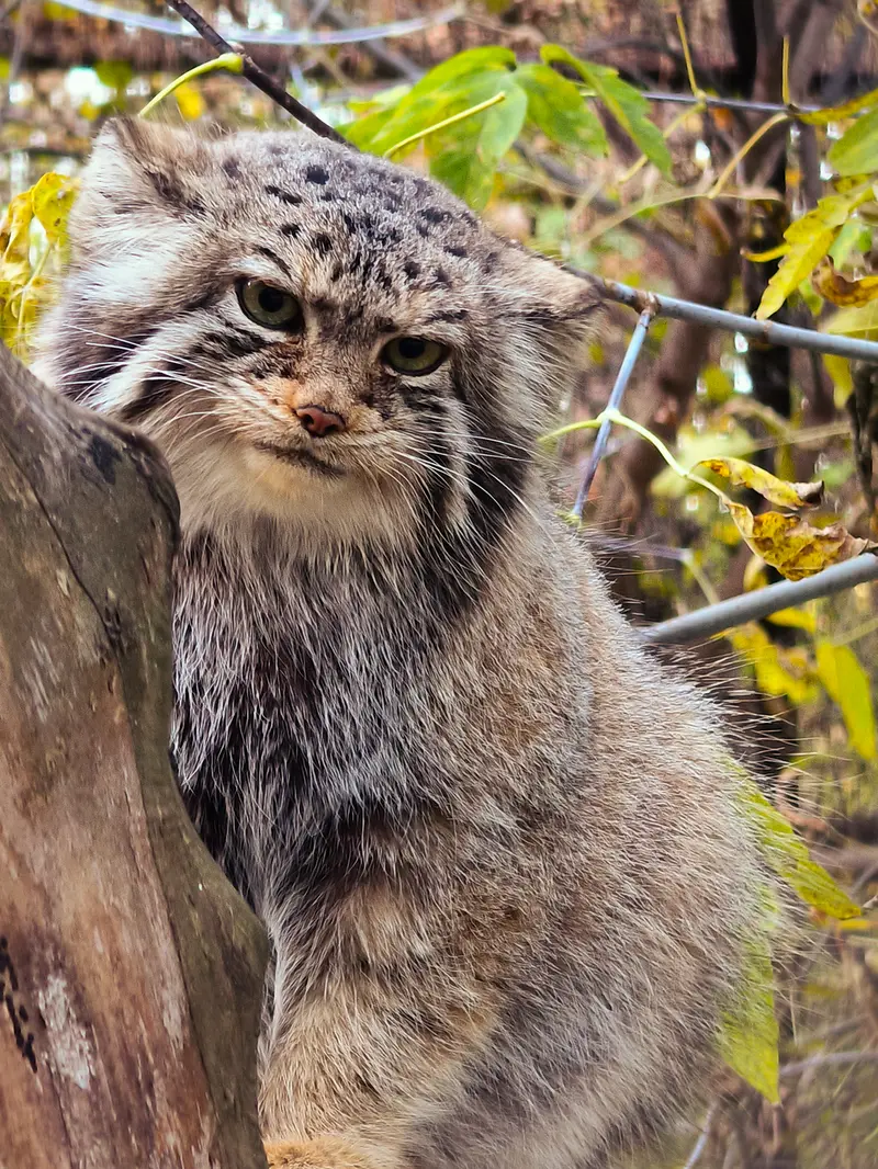 ノヴォシビルスク動物園のイヴの写真