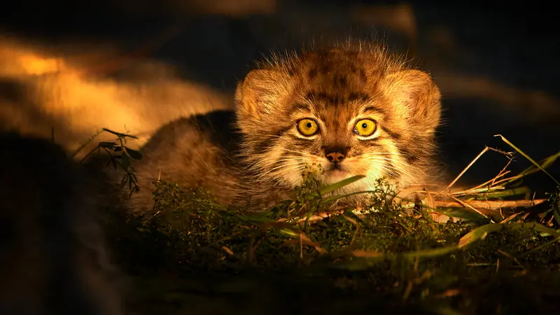 ノヴォシビルスク動物園のマヌルネコの写真