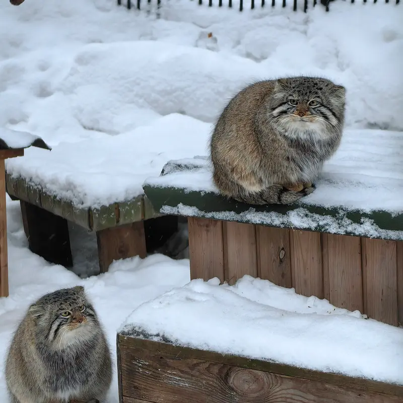 ノヴォシビルスク動物園のキムとスキフの写真