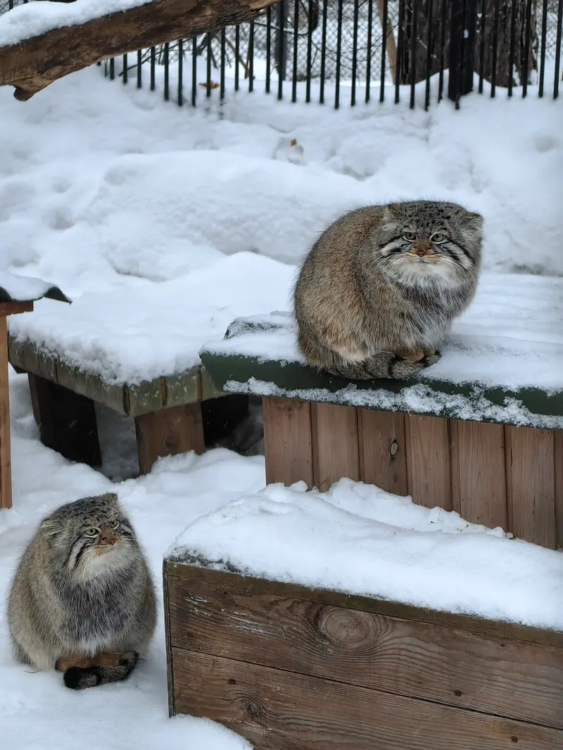 ノヴォシビルスク動物園のキムとスキフの写真
