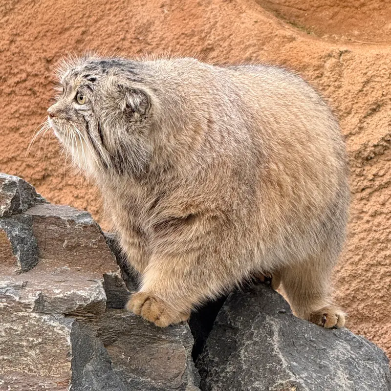 プラハ動物園のスパイの写真