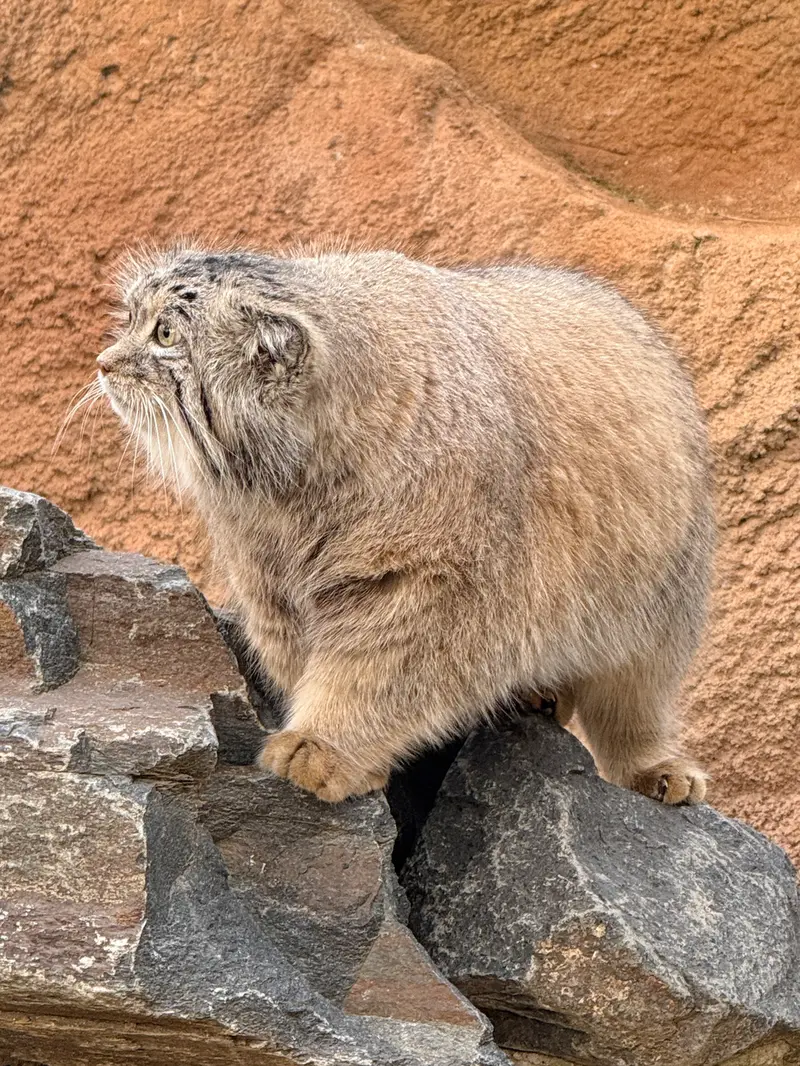プラハ動物園のスパイの写真