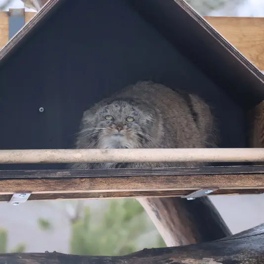 コルケアサーリ動物園のプリンセッサの写真