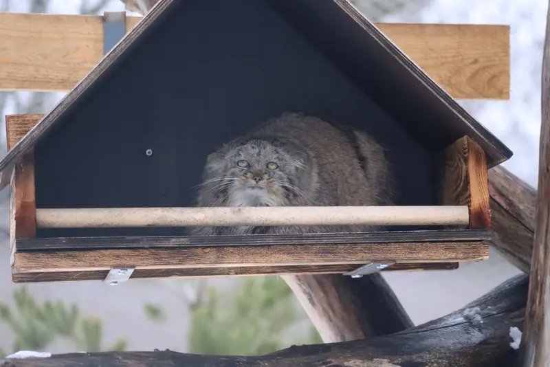 コルケアサーリ動物園のプリンセッサの写真