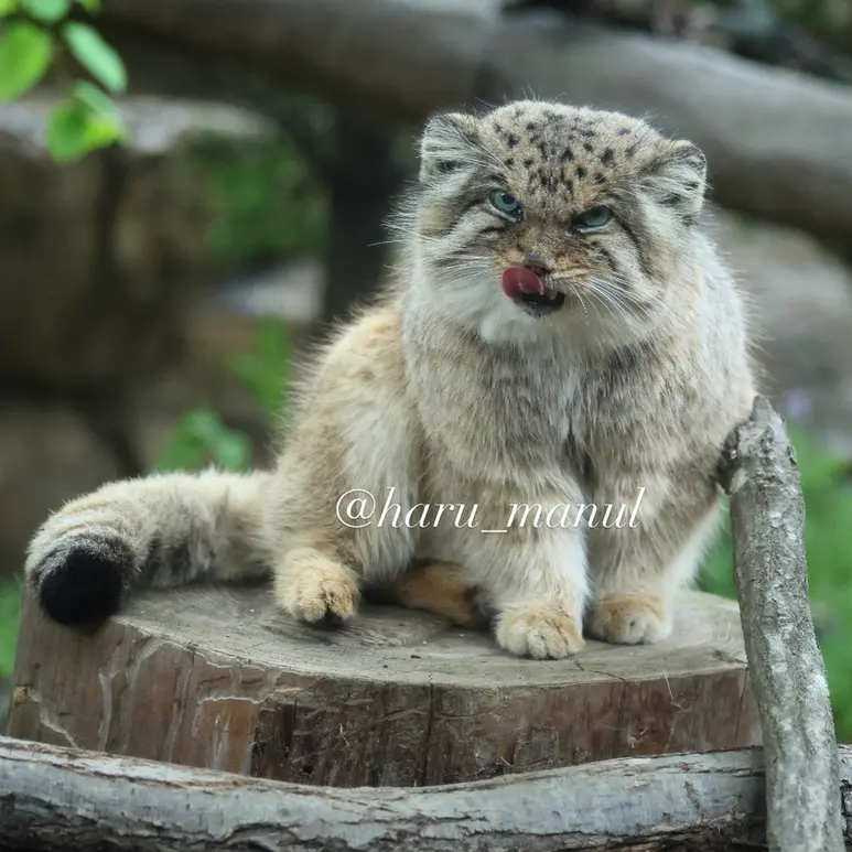 那須どうぶつ王国のボルの写真