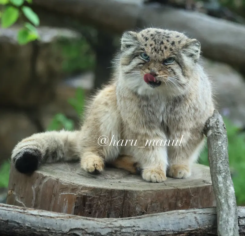 那須どうぶつ王国のボルの写真