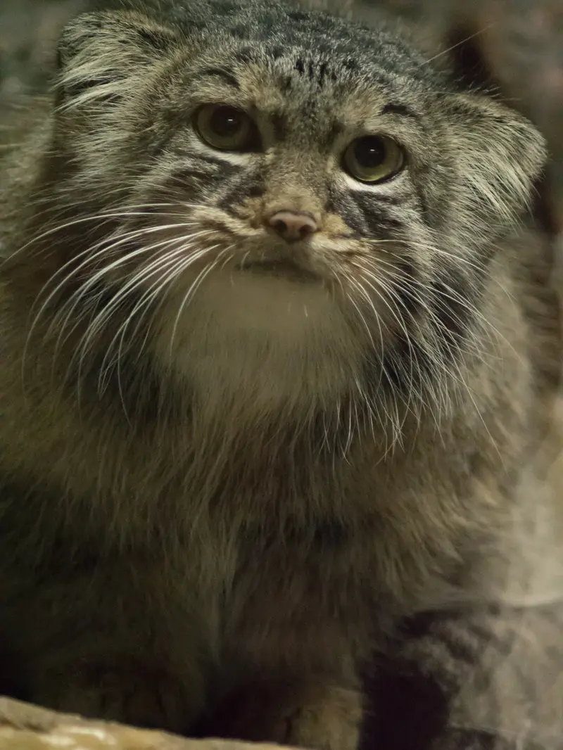 恩賜上野動物園のサフランの写真