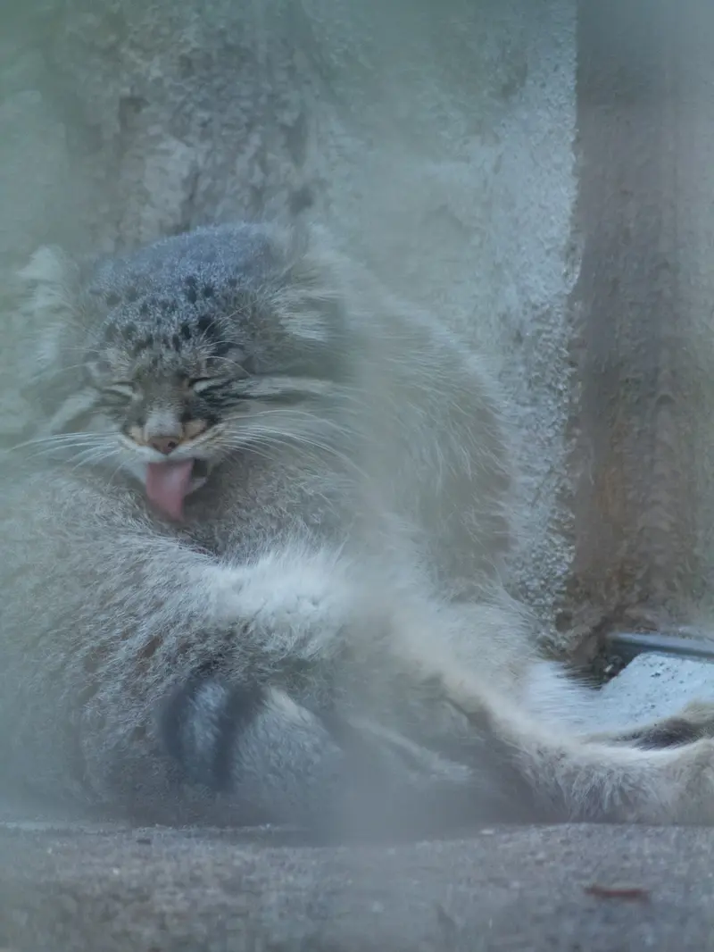 野毛山動物園のフィーガの写真