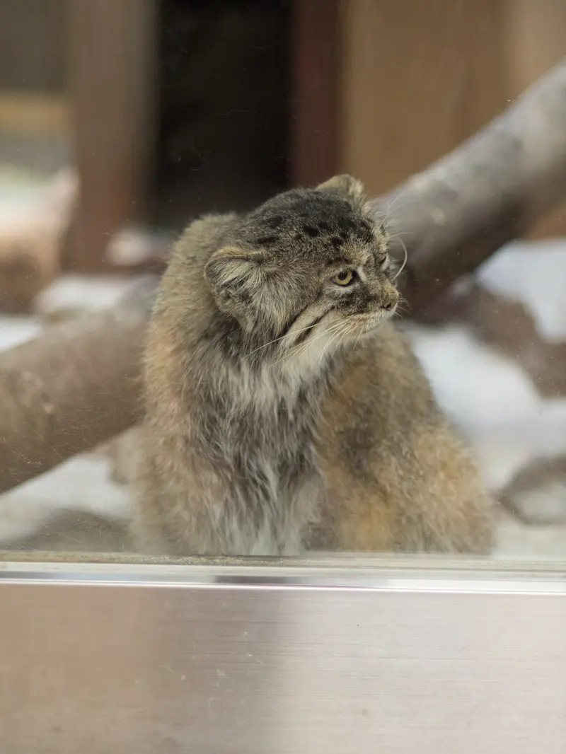 恩賜上野動物園のプリームラの写真