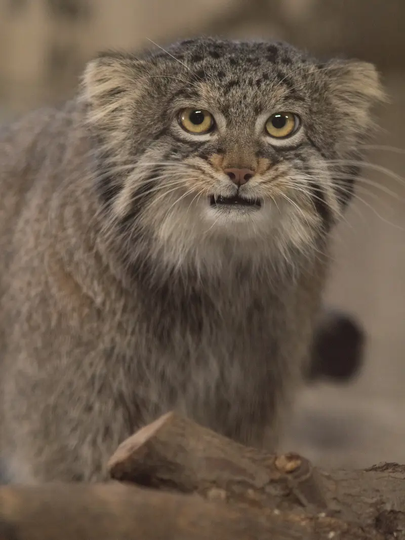 野毛山動物園のフィーガの写真