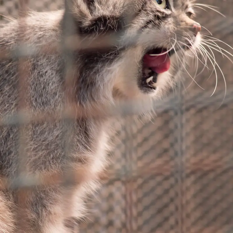神戸市立王子動物園のイーリスの写真